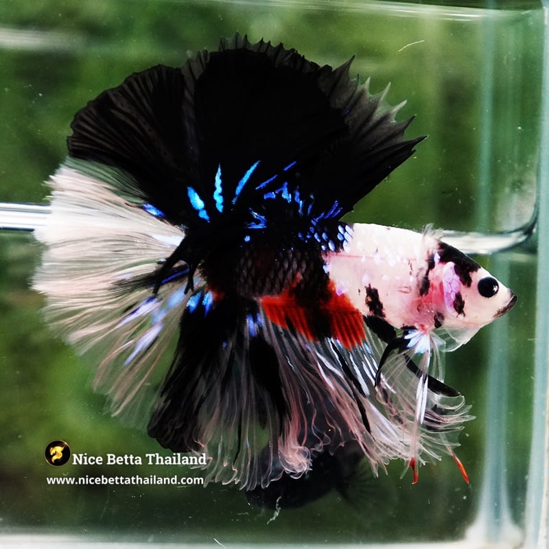 Betta Fish Blackbudo Koromo Koi Black Mouth Sky Hawk OHM