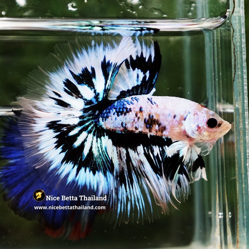Betta Fish Amaterasu Ice Radiance Hawk OHM