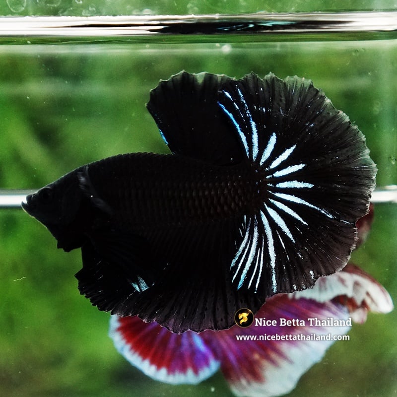 Betta Fish Super Black Hole OHM