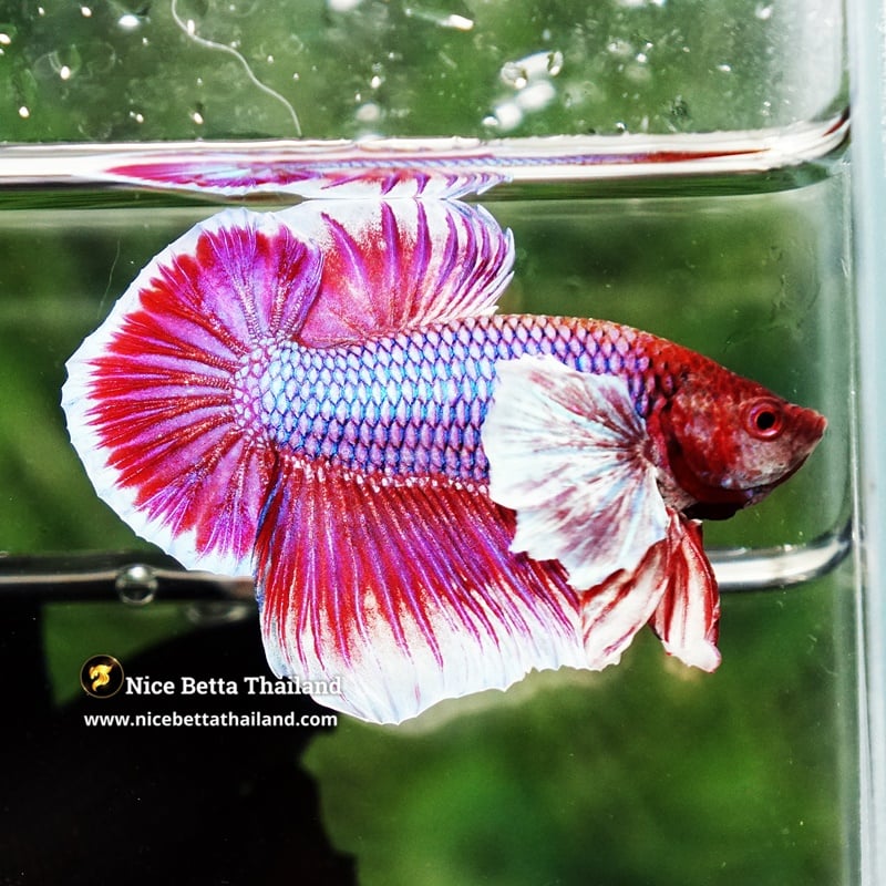 Betta Fish Pink Salamander Dumbo HMPK