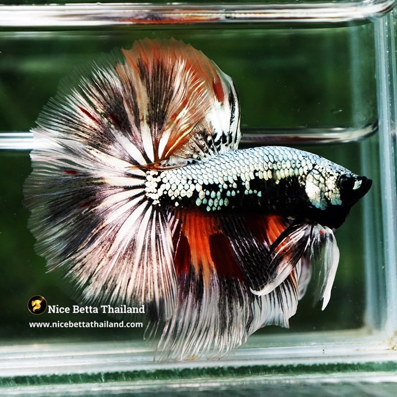 Betta Fish Samurai Warrior on Fire OHM