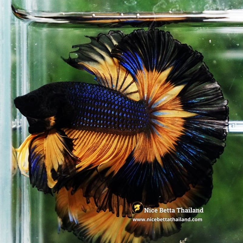 Betta Fish King Black Pumpkins Butterfly Sky Hawk OHM