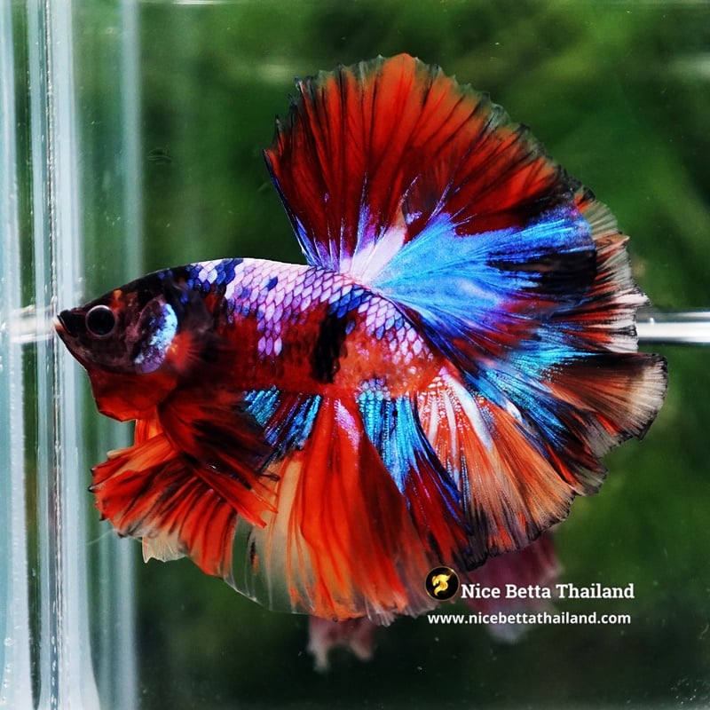 Betta Fish Multicolor Candy Rainbow Sky Hawk OHM