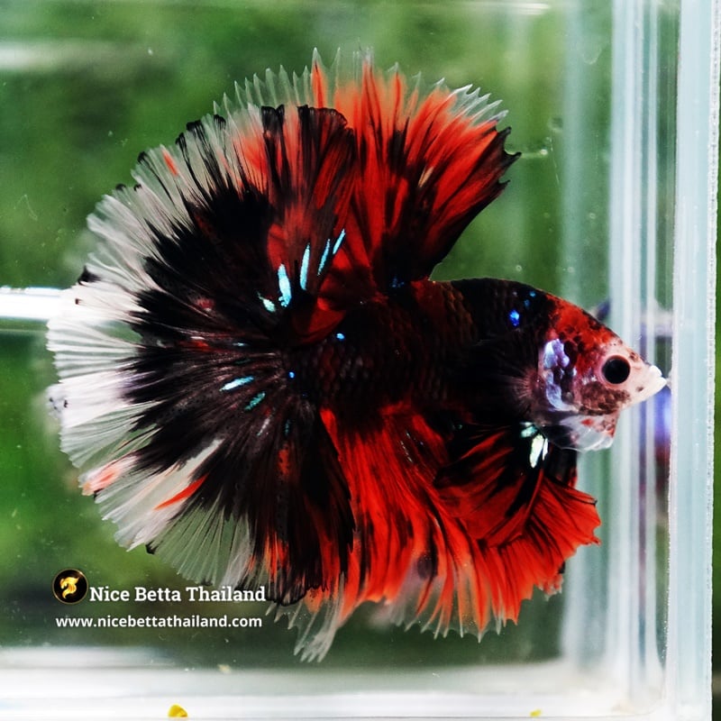 Betta Fish Red Devil Gorgon Sky Hawk OHM