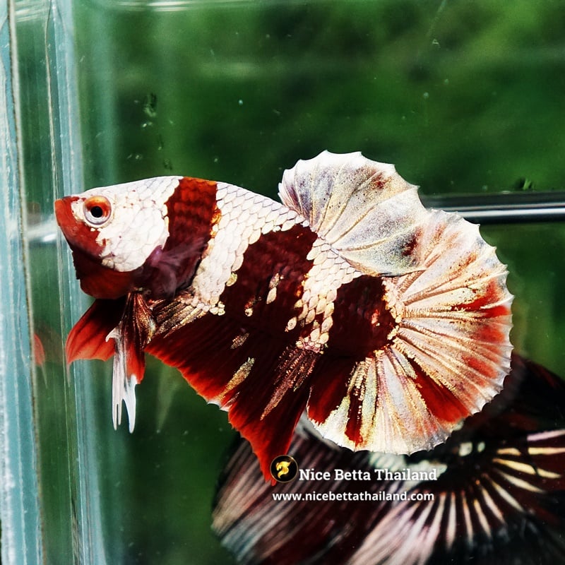 Betta Fish Ultra Rare Baldr Shining Blood OHMPK