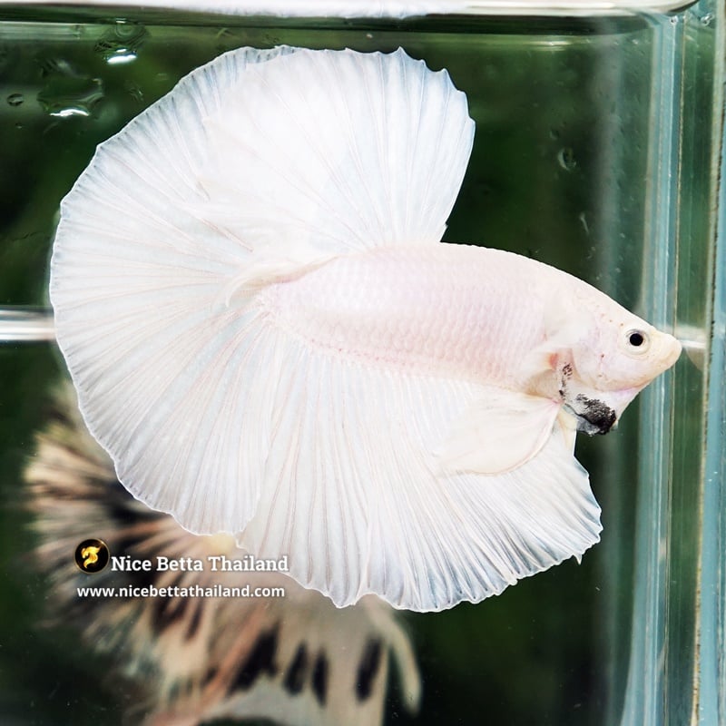 Betta Fish Prince of The White OHM