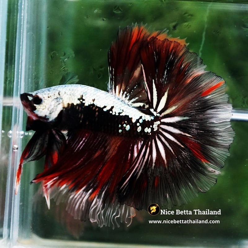 Betta Fish Samurai Silver On Fire Warrior Sky Hawk OHM