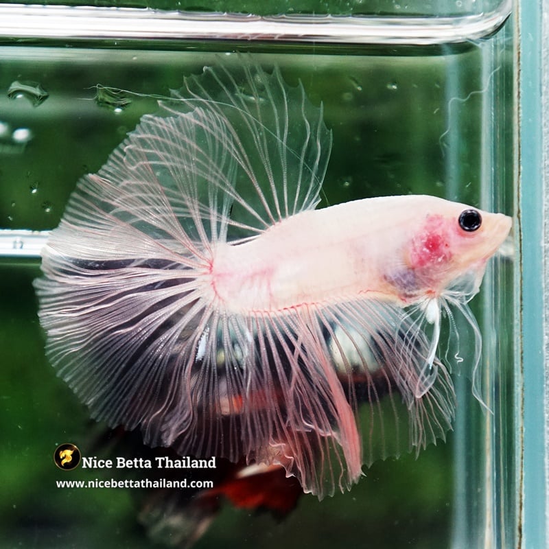 Betta Fish The Glass Cellophane OHM