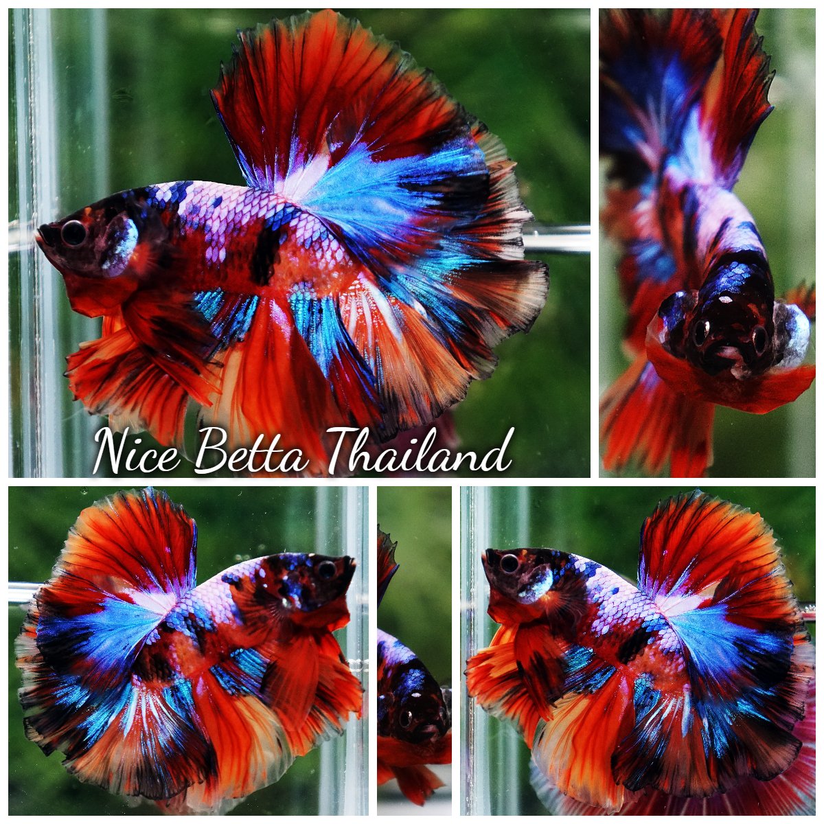 Betta Fish Multicolor Candy Rainbow Sky Hawk OHM