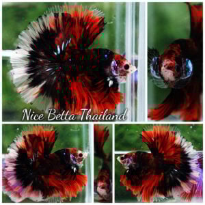 Betta Fish Red Devil Gorgon Sky Hawk OHM