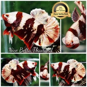 Betta Fish Ultra Rare Baldr Shining Blood OHMPK