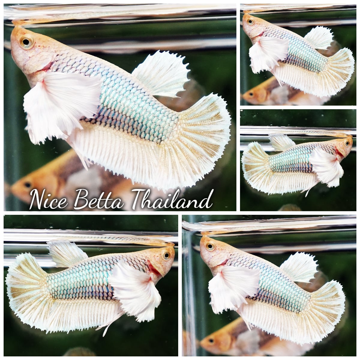 Betta Fish Female Yellow Metallic Pineapple Dumbo