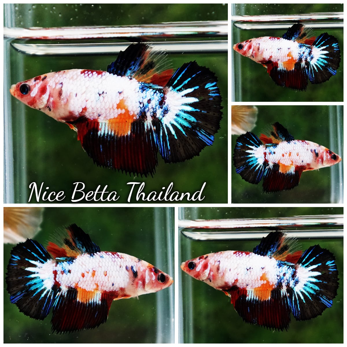 Betta Fish Female KABUKI Warrior Fancy HM