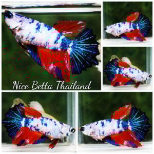 Betta Fish Female Azure Crystal Embe Multicolors Rosetail HM