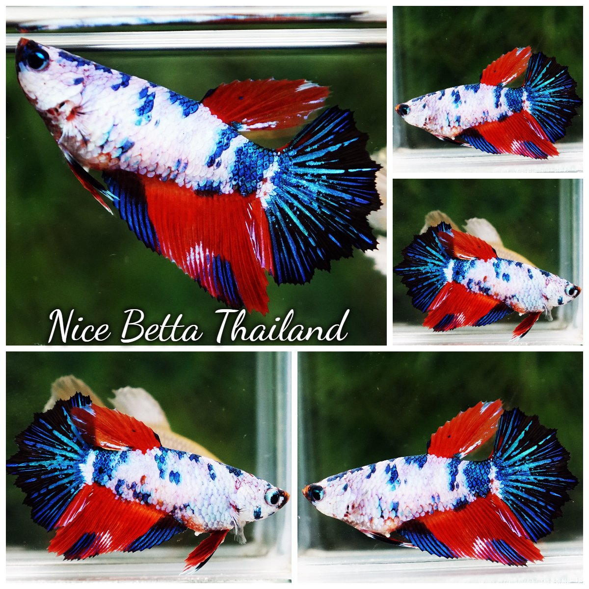 Betta Fish Female Azure Crystal Embe Multicolors Rosetail HM