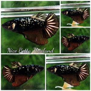 Betta Fish The Dark Gold Nebula Shadow HM