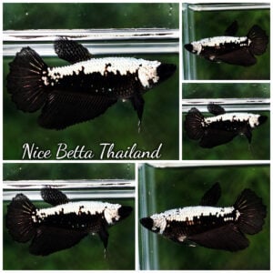 Betta Fish Female Samurai HM