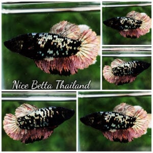 Betta Fish Female The Dark Nebula HMPK