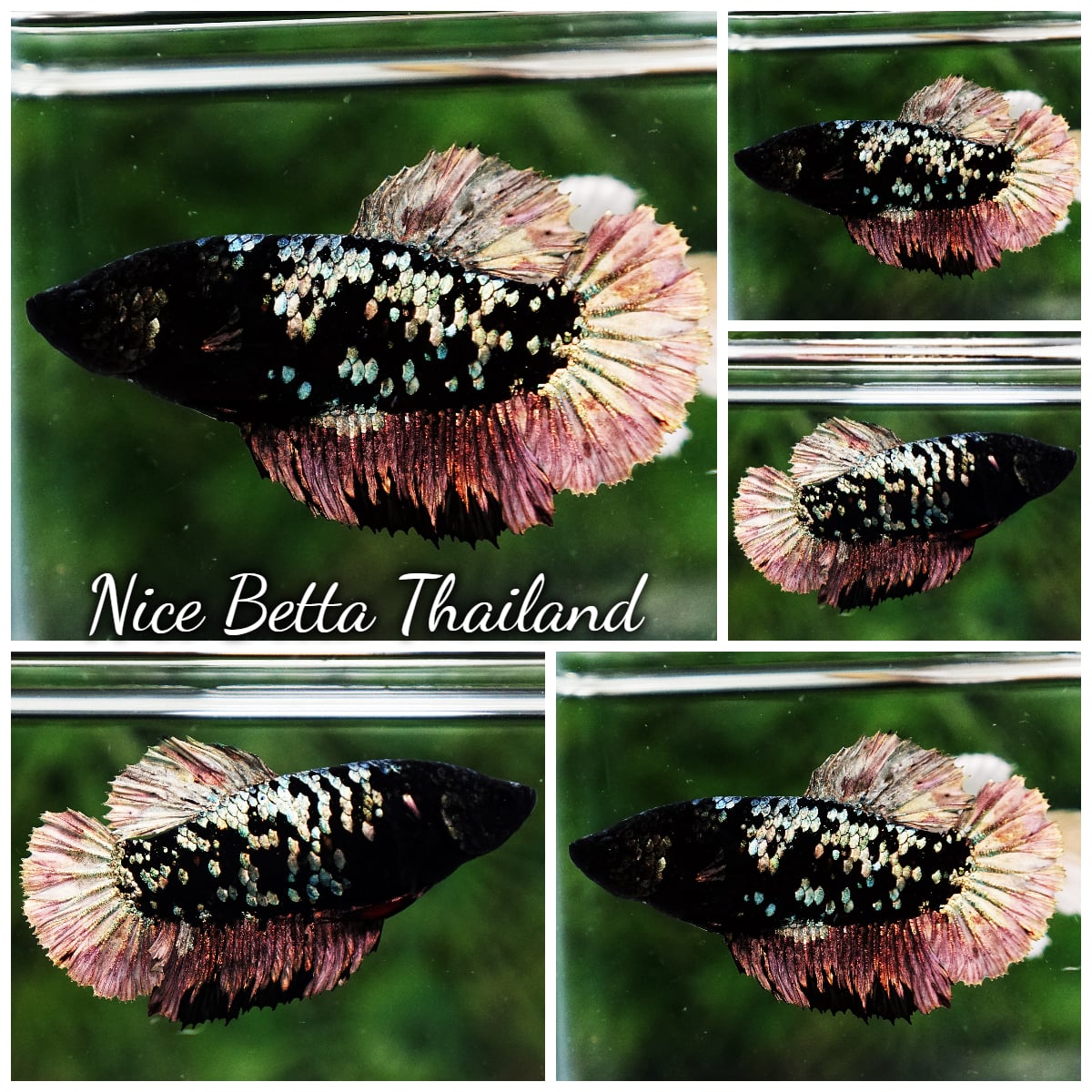 Betta Fish Female The Dark Nebula HMPK