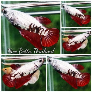 Betta Fish Female Red Dragon Wariror HM