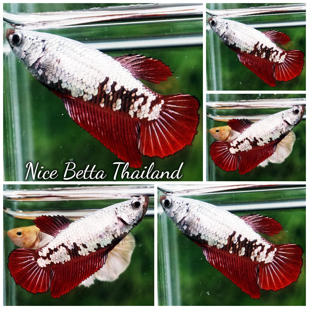 Betta Fish Female Red Dragon Wariror HM