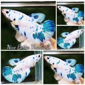 Betta Fish Female Frozen Sapphire Marble HM