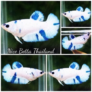 Betta Fish Female Frozen Sapphire Marble HM