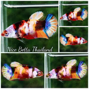Betta Fish Female Multicolor Candy Nemo Helmet marking HMPK