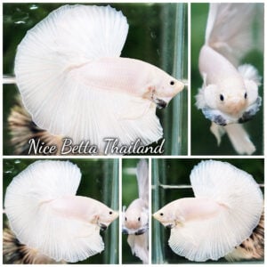 Betta Fish Prince of The White OHM