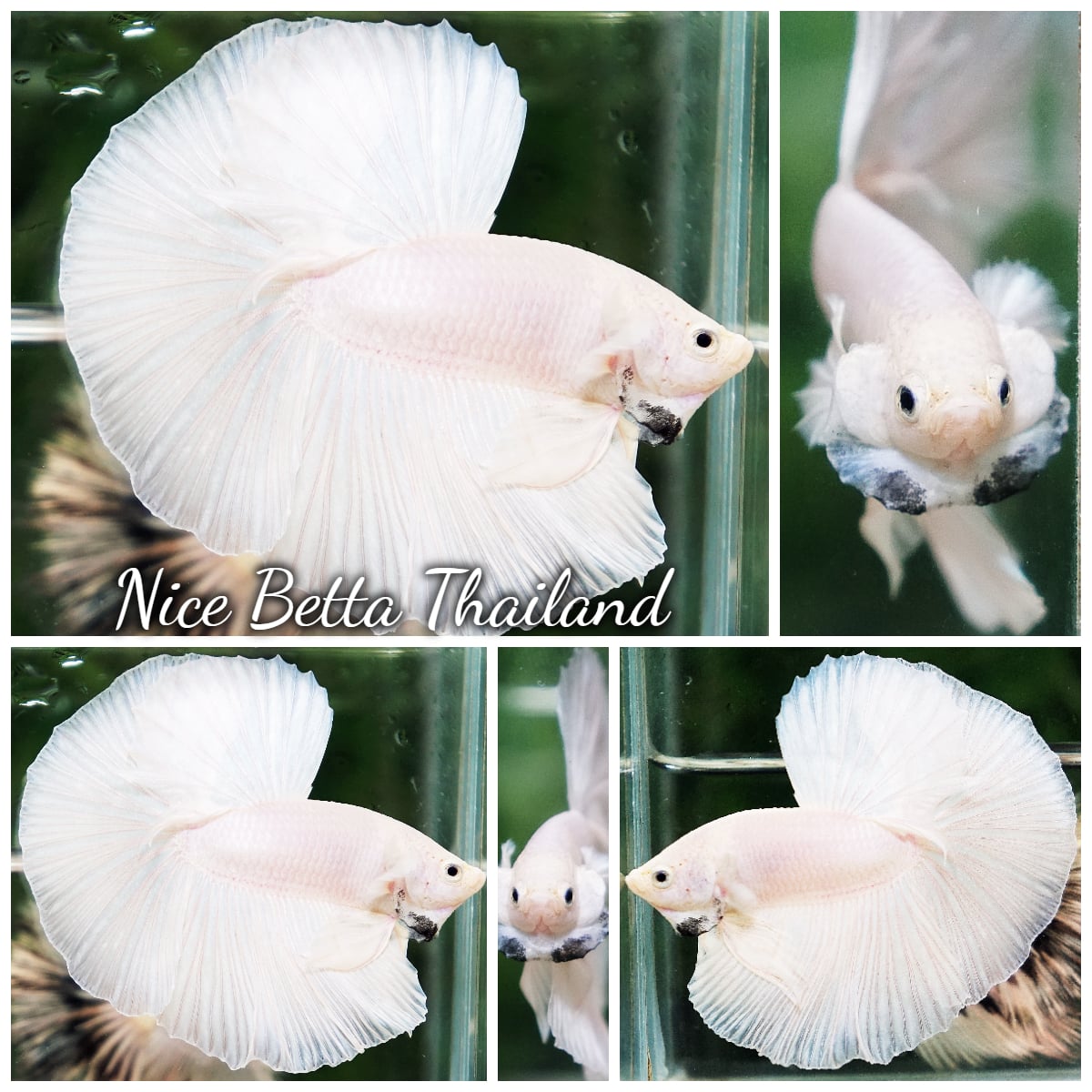 Betta Fish Prince of The White OHM