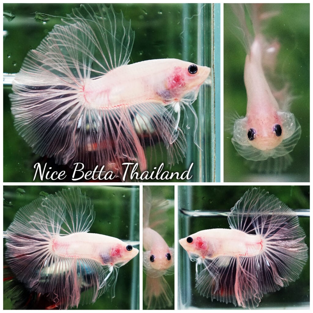 Betta Fish The Glass Cellophane OHM - nicebettathailand.com