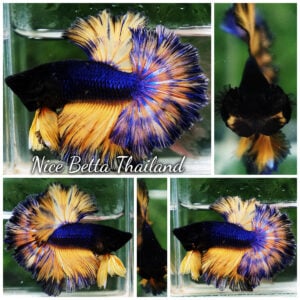 Betta Fish Blue Mustard Gas Sky Hawk OHM