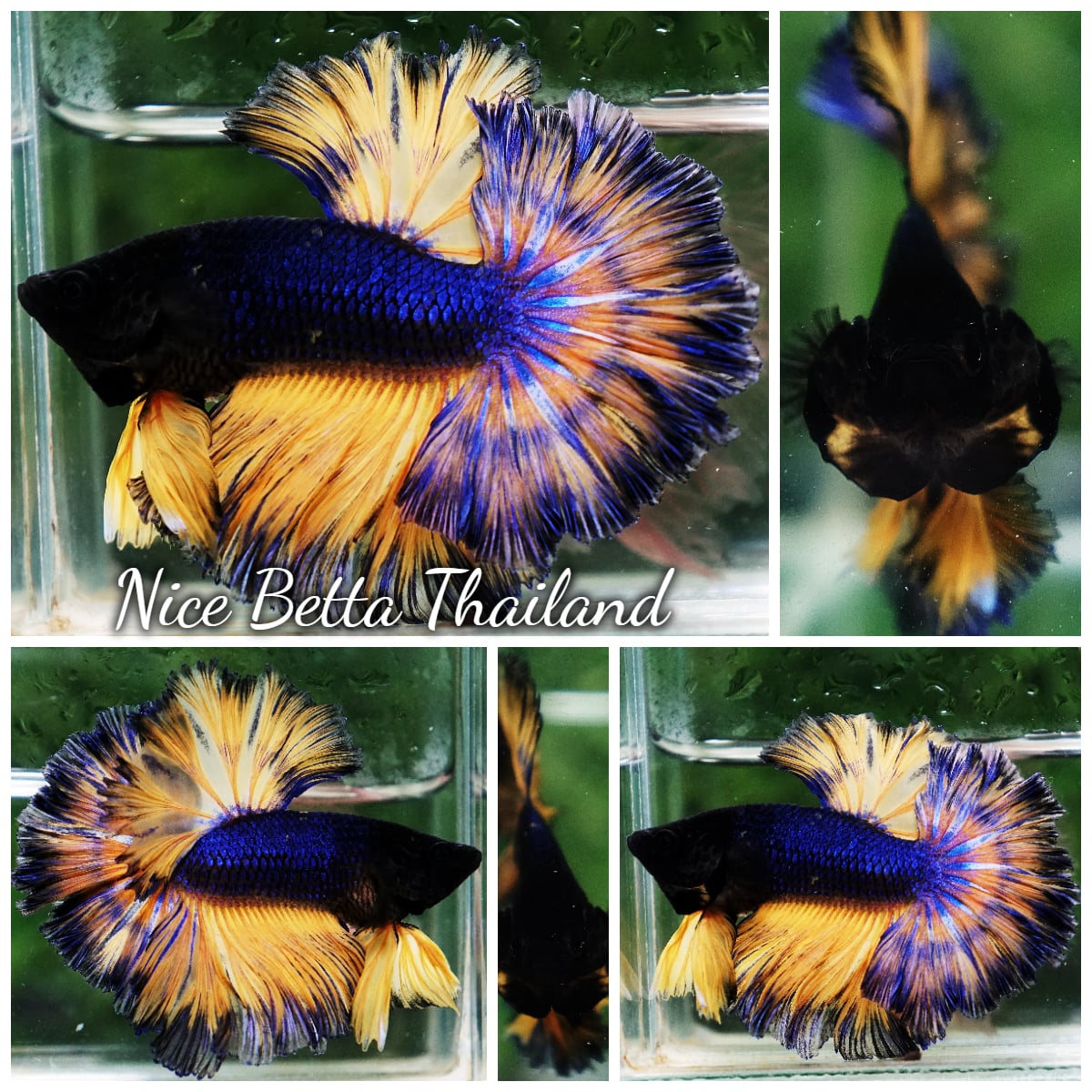Betta Fish Blue Mustard Gas Sky Hawk OHM