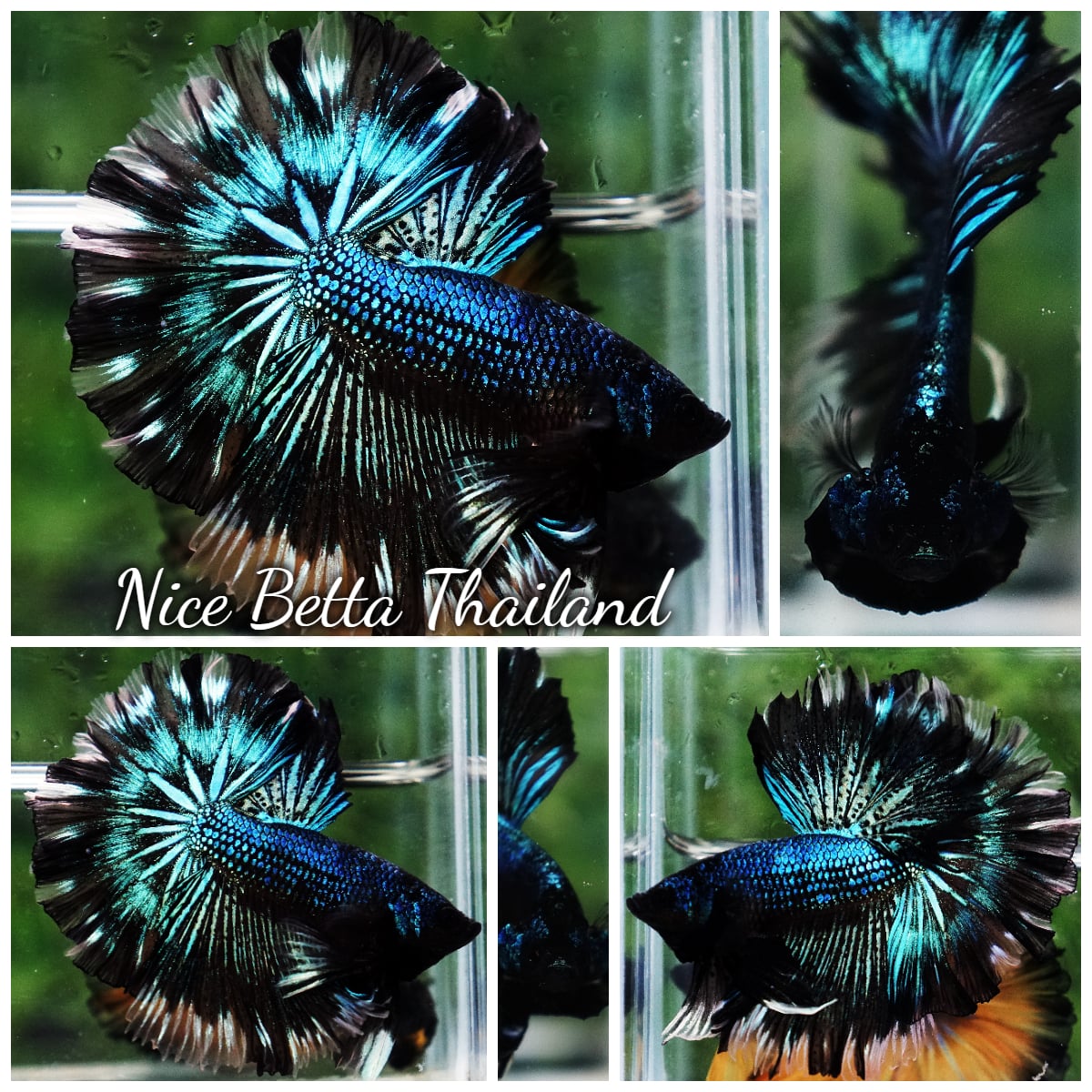 Betta Fish Chiangmai Peacock Blade OHM
