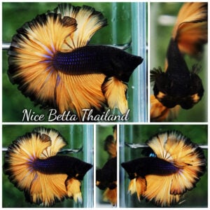 Betta Fish Black Pumpkins Sky Hawk OHM