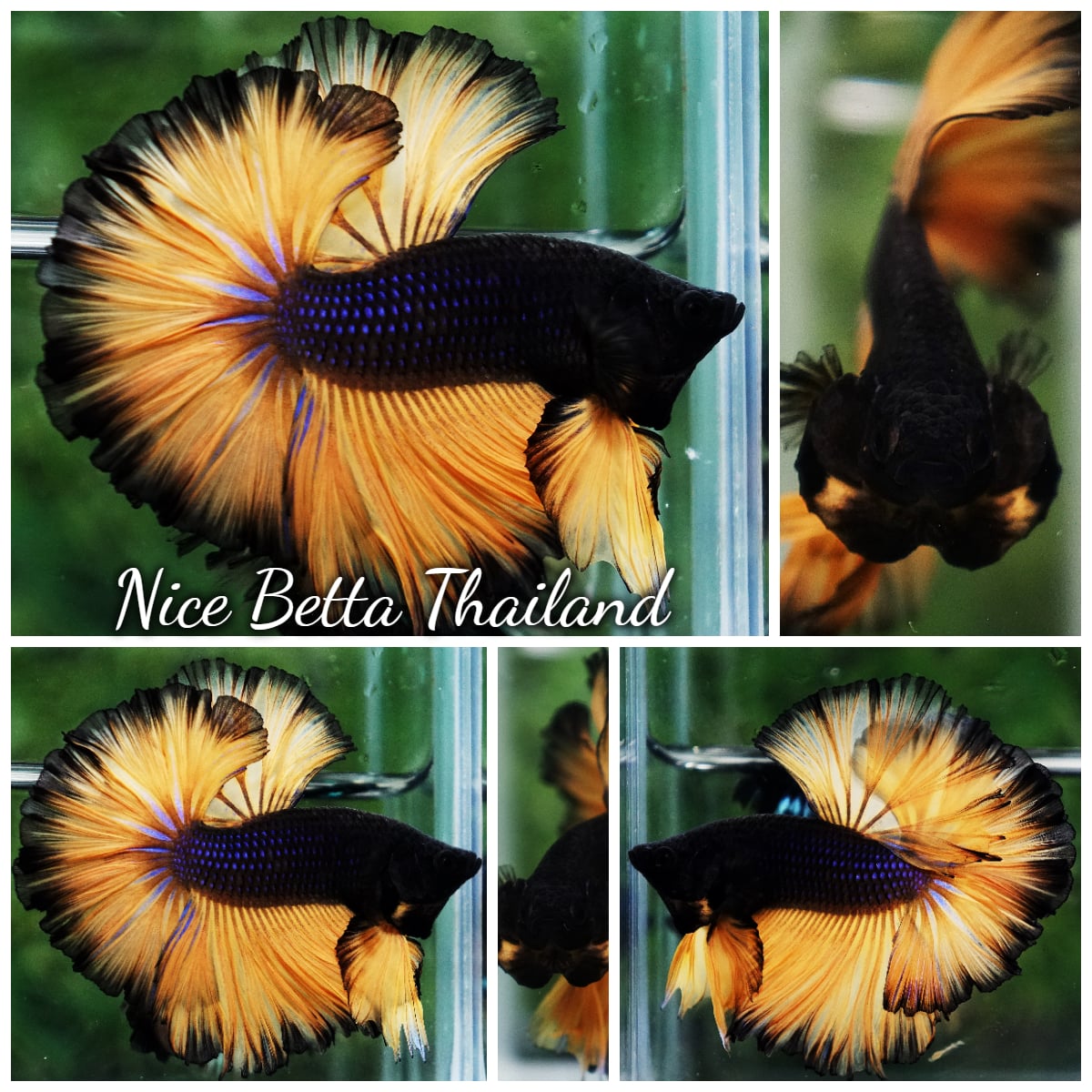 Betta Fish Black Pumpkins Sky Hawk OHM