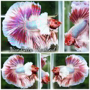 Betta Fish Prince of Pink Salamander Dumbo