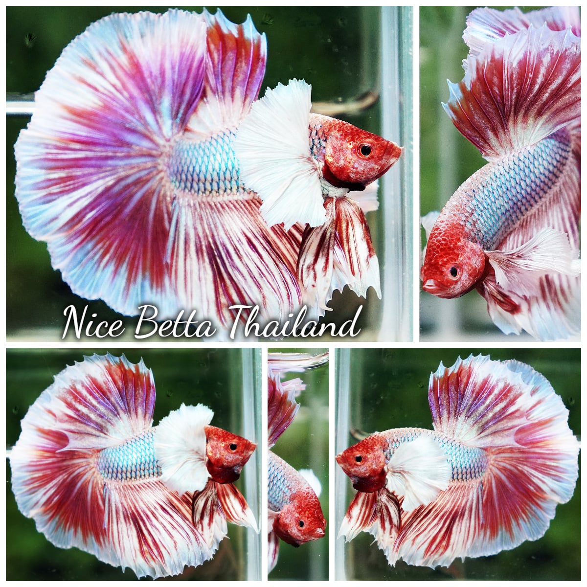 Betta Fish Prince of Pink Salamander Dumbo