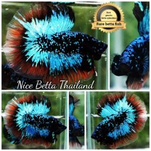 Betta Fish Avatar King Flame Nebular Black Star Butterfly OHM (Ultra Rare)