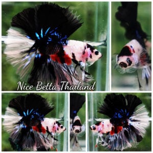 Betta Fish Blackbudo Koromo Koi Black Mouth Sky Hawk OHM