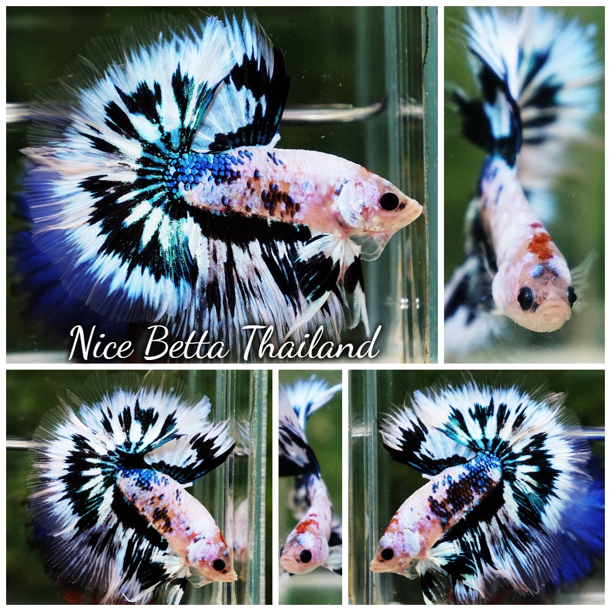Betta Fish Amaterasu Ice Radiance Hawk OHM