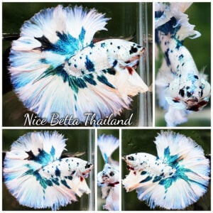 Betta Fish Prince of Frozen Sapphire Marble Sky Hawk OHM