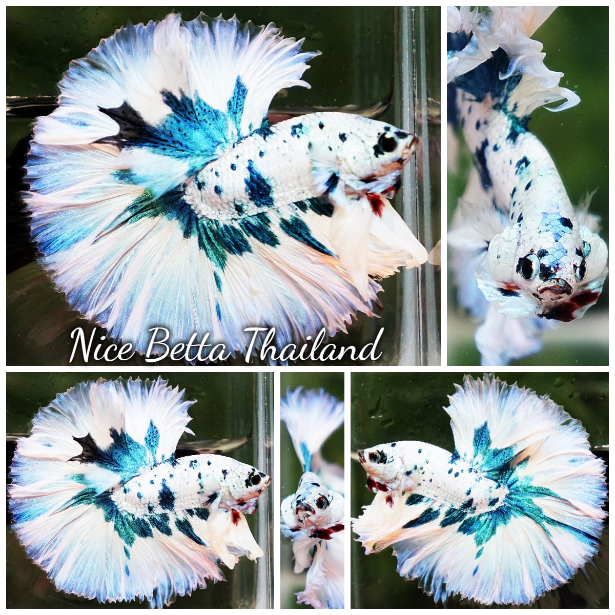 Betta Fish Prince of Frozen Sapphire Marble Sky Hawk OHM