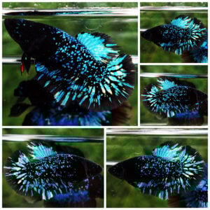 Betta Fish Female Avatar Flame Nebular Black Star HM