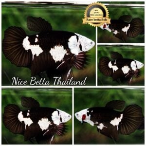 Betta Fish Female Rare Killer Shadow Black Star Full Helmet Samurai (Ultra Rare) HM