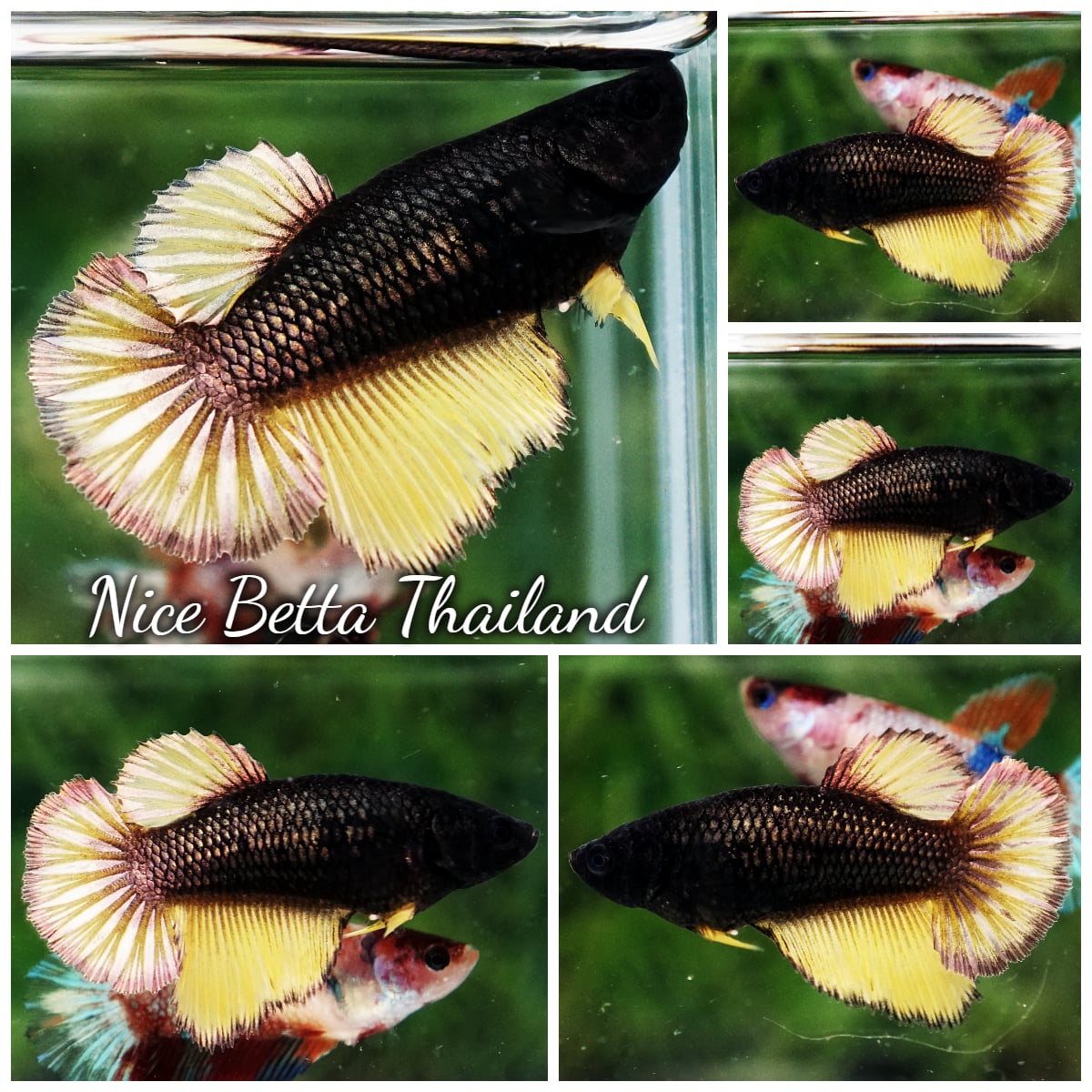 Betta Fish Female Copper Mustard HM