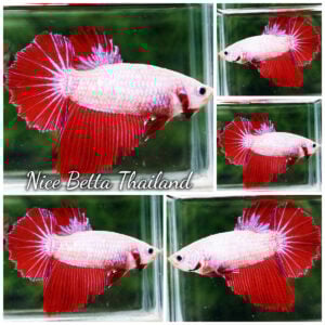 Betta Fish Female Pink Petal Blush HM