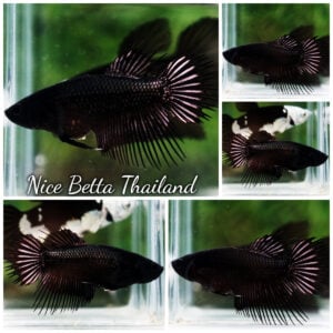 Betta Fish Black Copper Serpent Noir Enigma CT