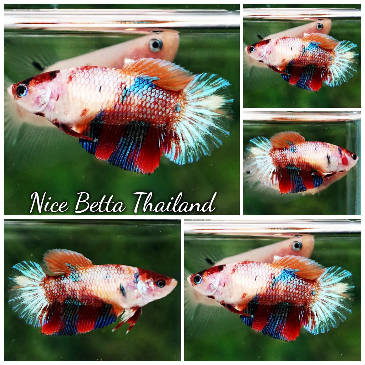 Betta Fish Female Emerald Candy Nemo HM