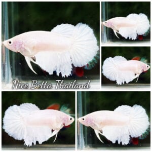 Betta Fish Female Deep White HM